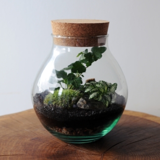 Zestaw: Miniaturowy ogród w szklanej kuli