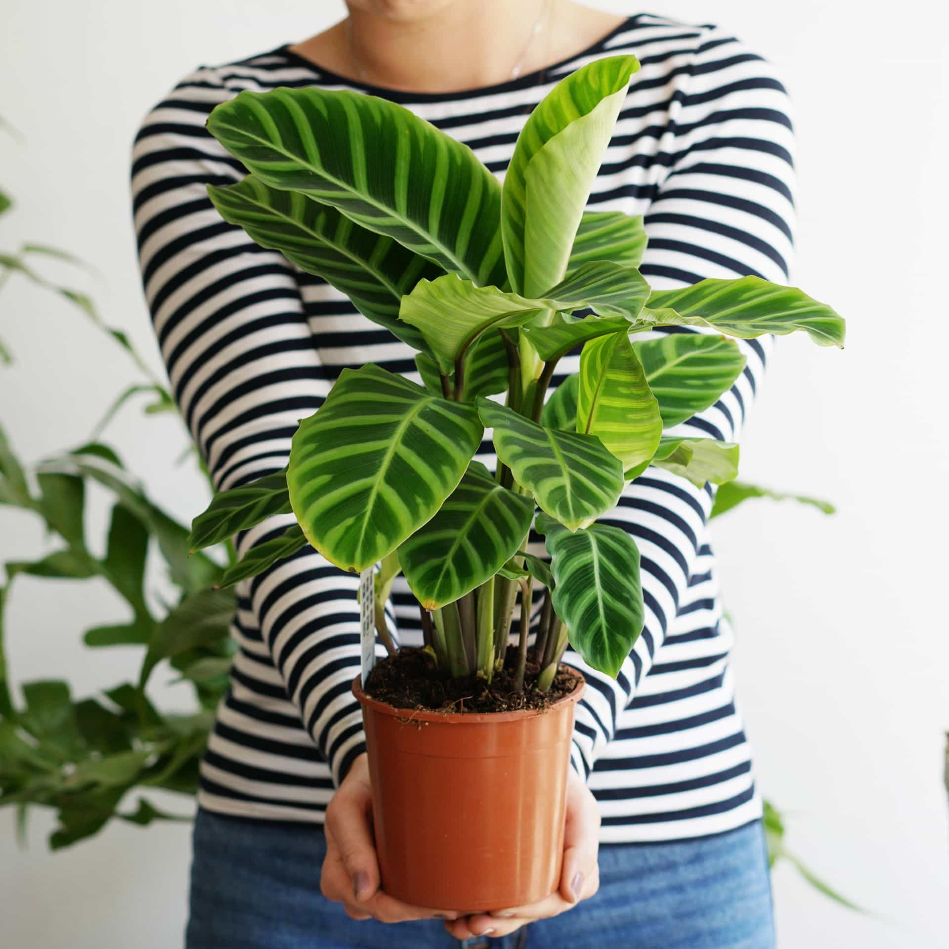 Kalatea Zebrina (Calathea sp.)