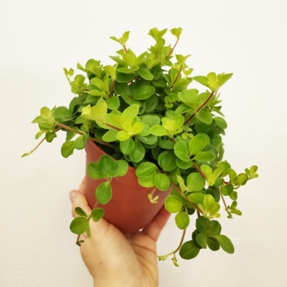 peperomia rotundifolia P10,5