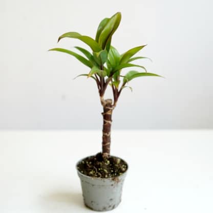 Kordylina purpurowa - mini drzewko (Cordyline fruticosa)
