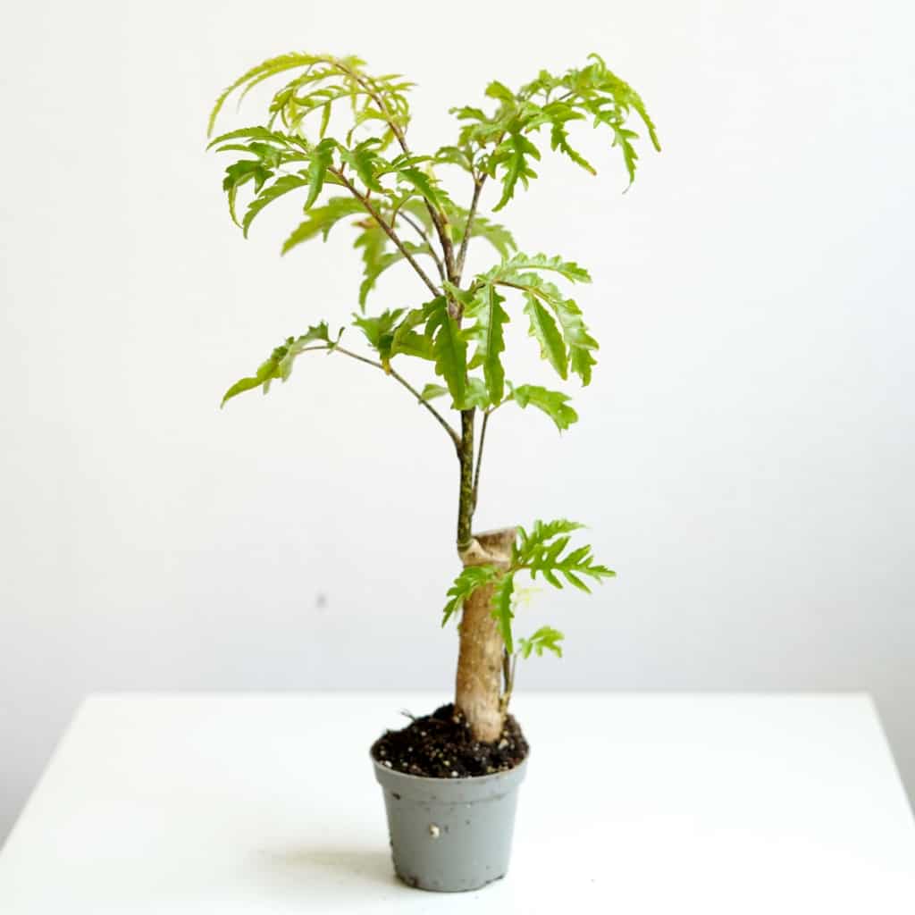 Polyscias filicifolia - mini drzewko 
