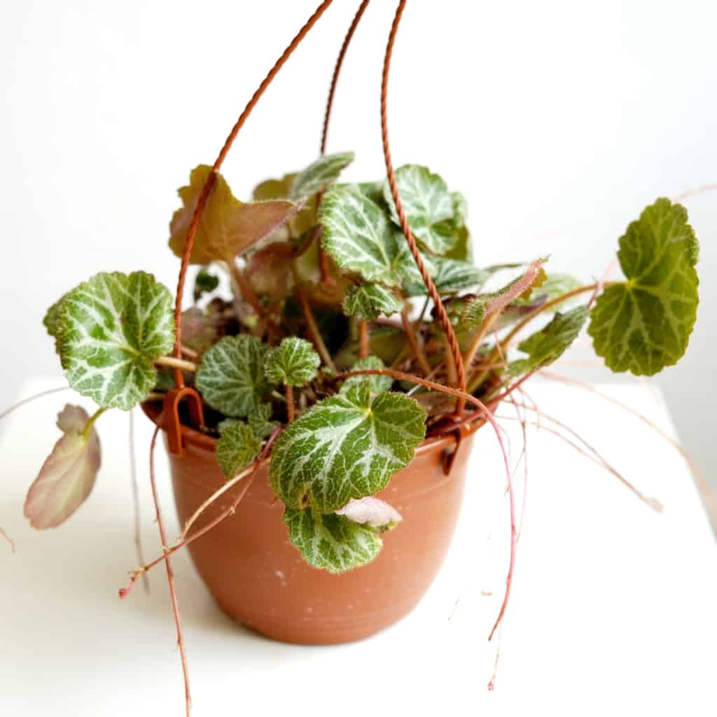 Saxifraga stolonifera