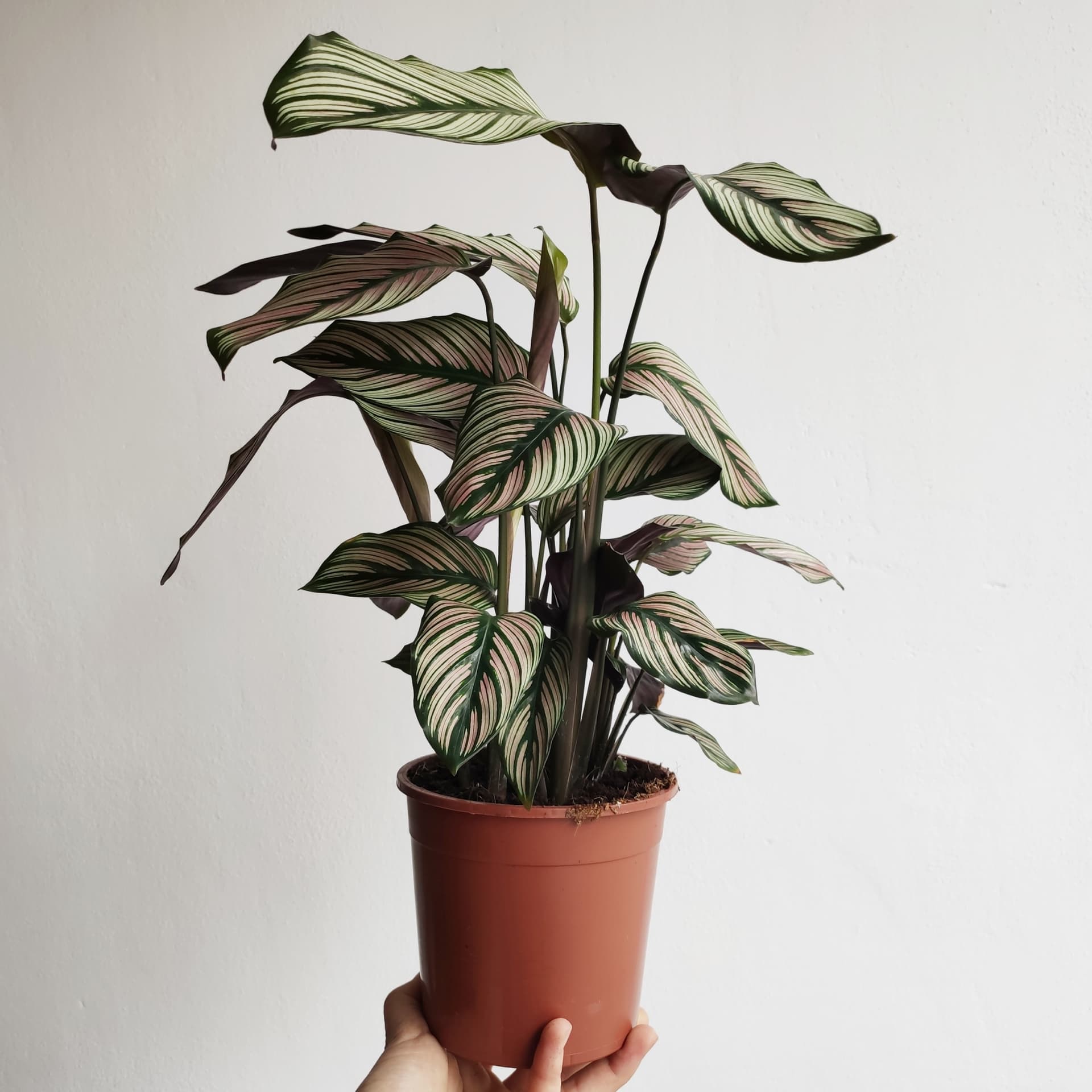 Kalatea White  Star  Calathea  majestatica Zielony Soik