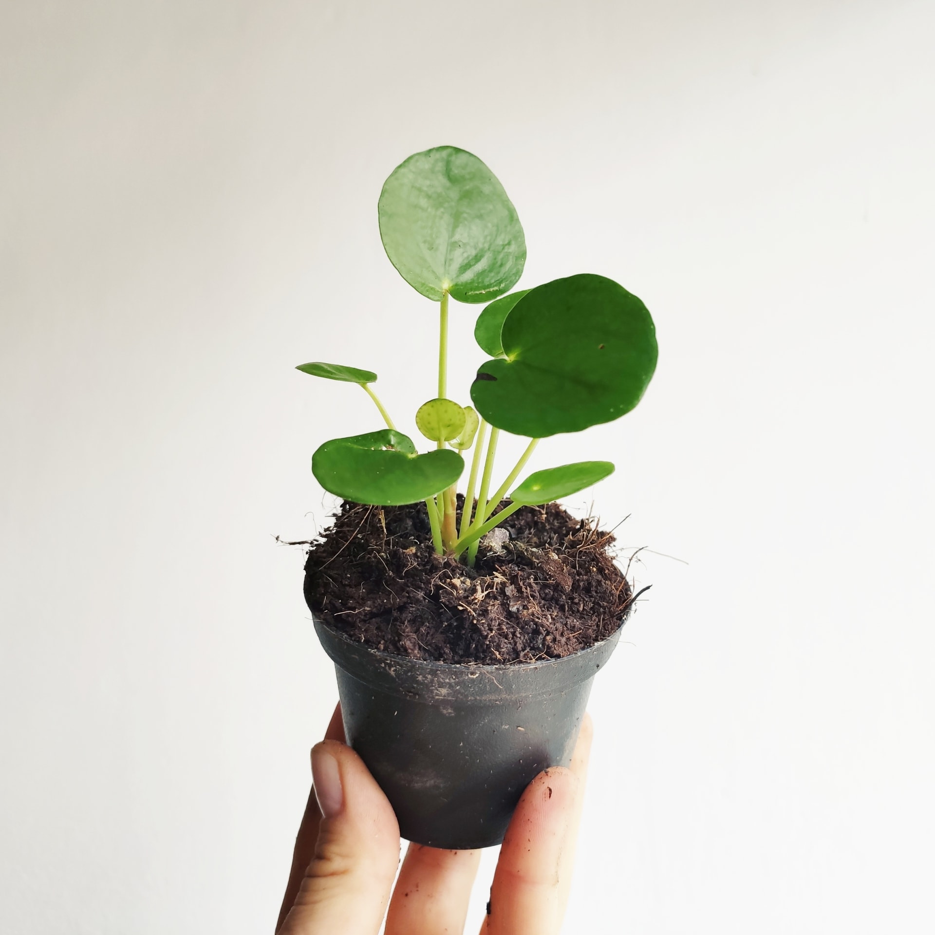 Pilea peperomiolistna MINI (Pilea peperomioides) Las w