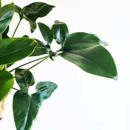 filodendron green wonder