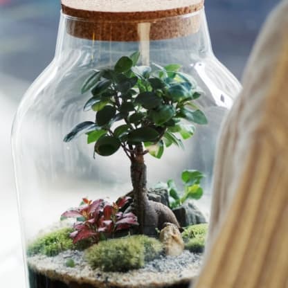 warsztaty las w słoiku bonsai online
