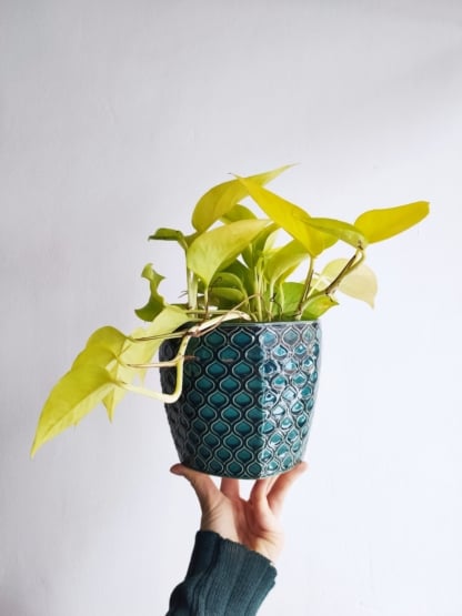 epipremnum golden pothos