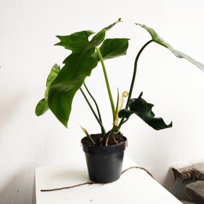 philodendron green dragon