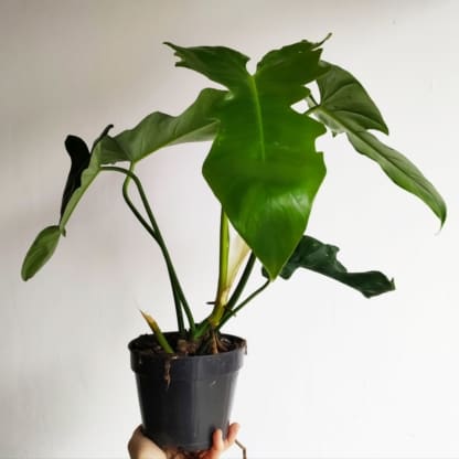 philodendron green dragon