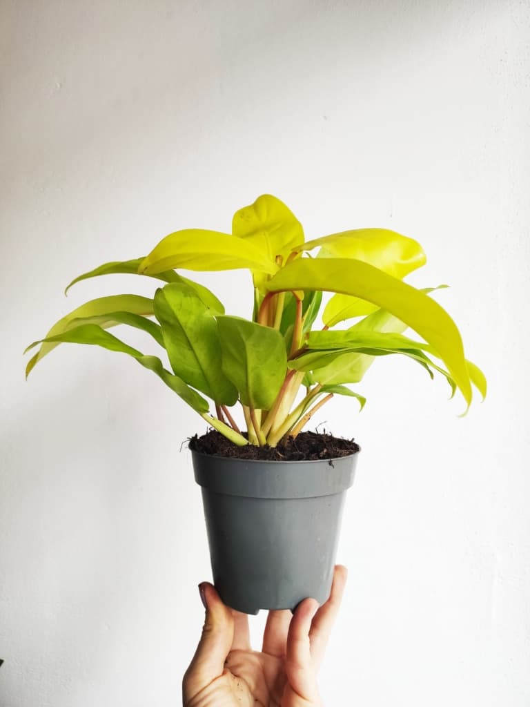 philodendron malay gold
