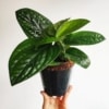 atabapoense philodendron Philodendron atabapoense variegata main image 1