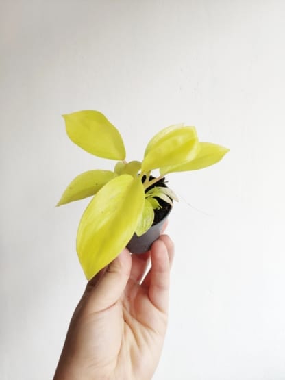 filodendron żółty