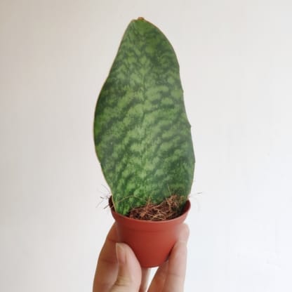 sansevieria big leaf