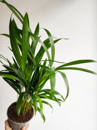 palma areka - chrysalidocarpus lutescens