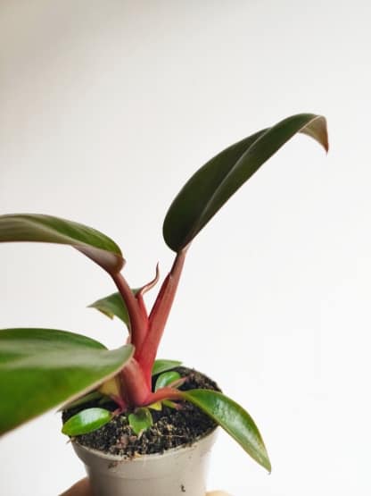 filodendron rojo congo mini