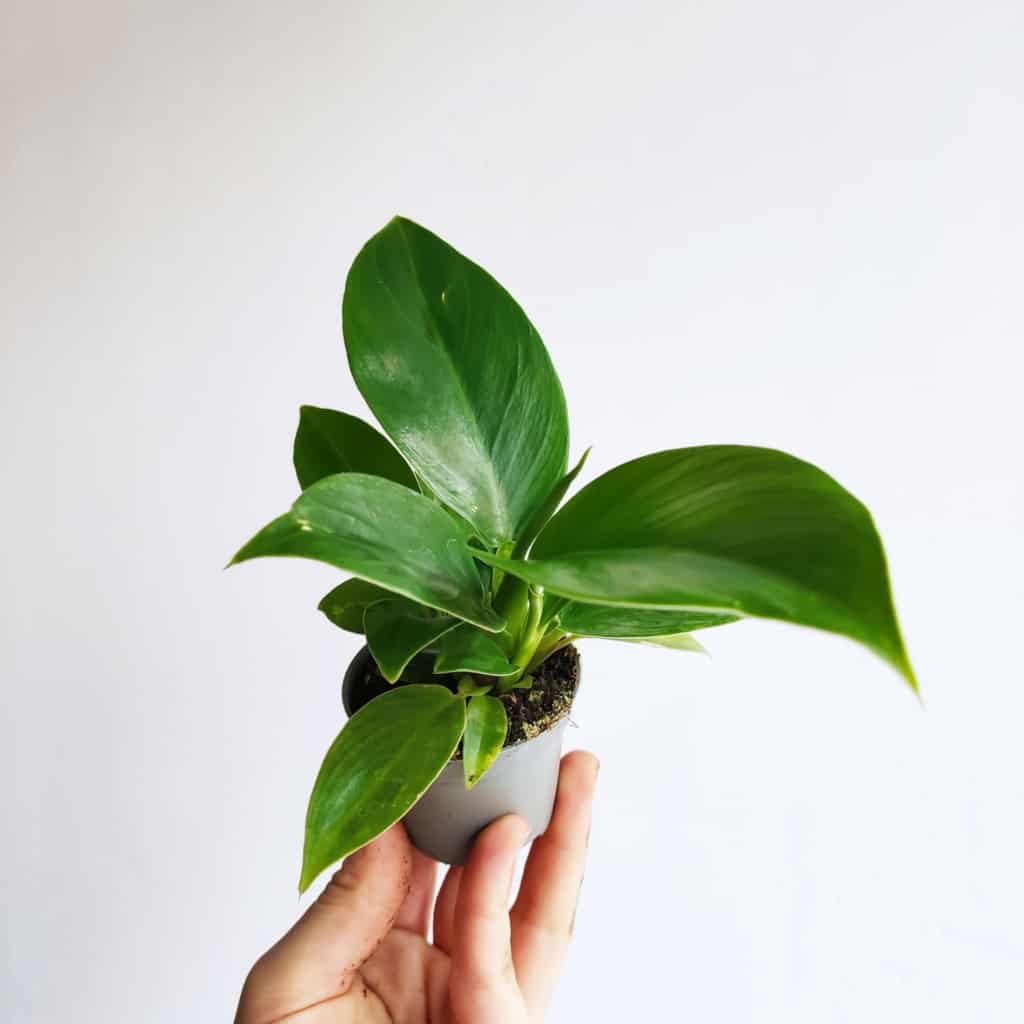 filodendron imperial green mini