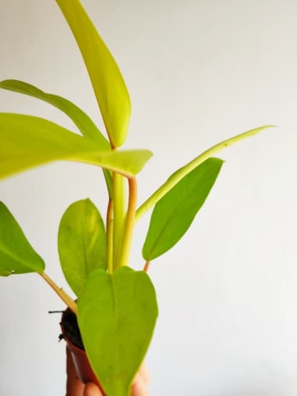 filodendron malay gold philodendron mini