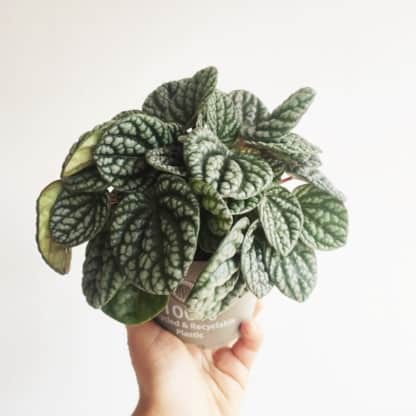 Peperomia 'Burbella' (Peperomia sp.) Zielony Słoik