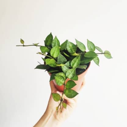 Hoya krohniana - zielony słoik