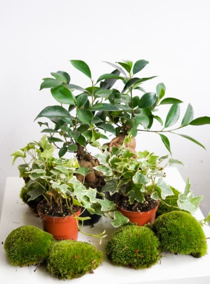 Zestaw roślin do lasu w słoju: 2 x las z Bonsai