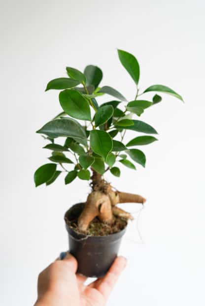 fikus tępy 'Ginseng' (Ficus microcarpa)