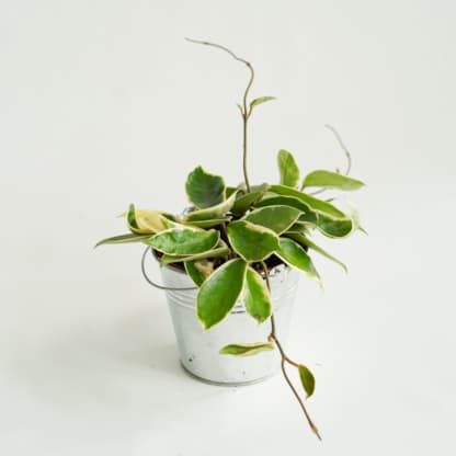 Hoja 'Krimson Queen' (Hoya carnosa)