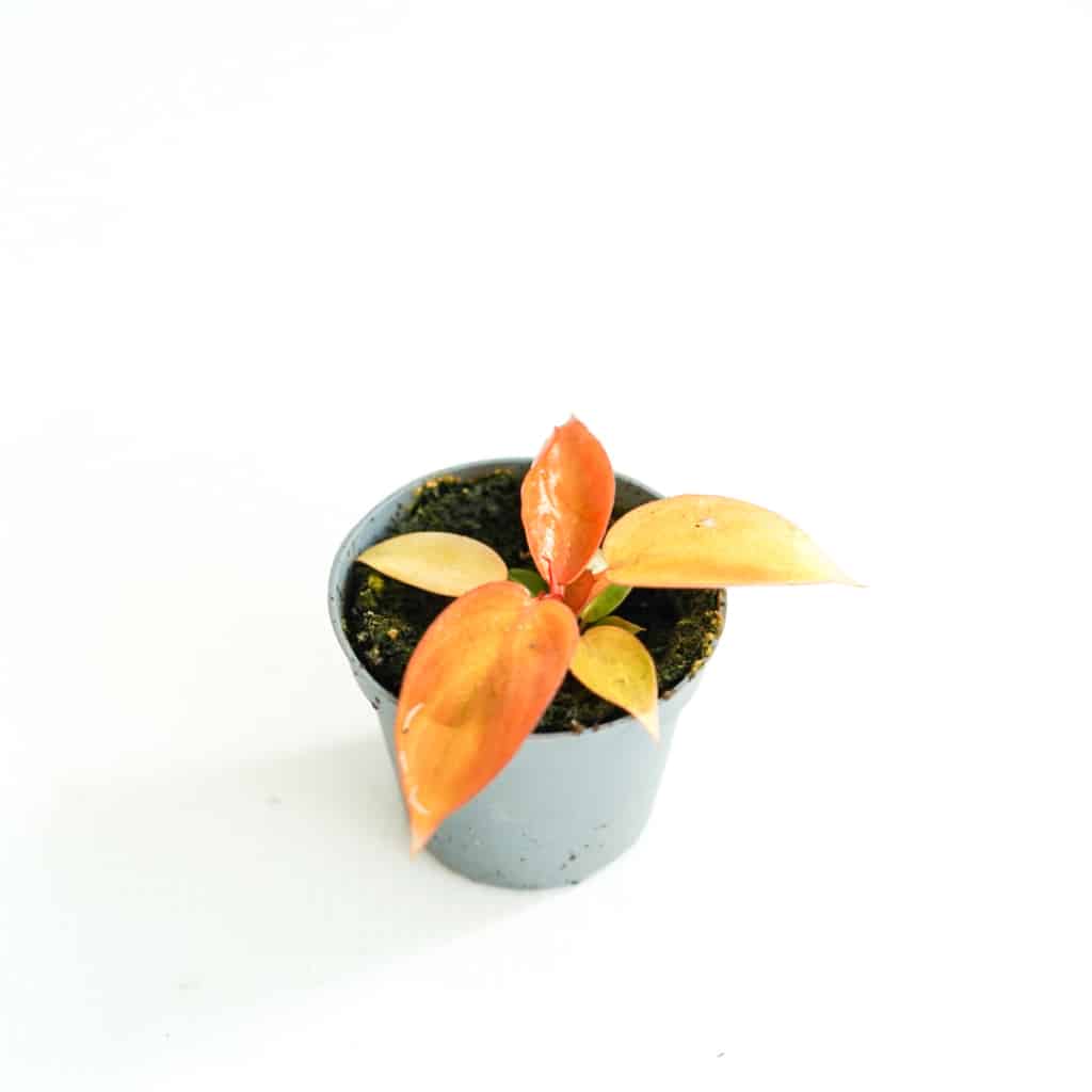 Filodendron 'Prince of orange' (Philodendron sp.) MINI