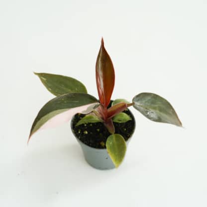 Filodendron 'Pink Princess' mini (Philodendron sp.)