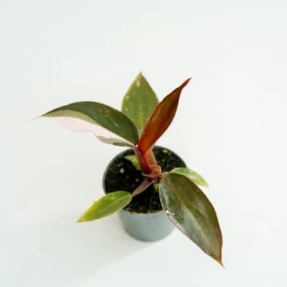 Filodendron 'Pink Princess' mini (Philodendron sp.)