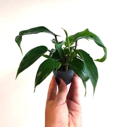 philodendron squamiferum mini filodendron