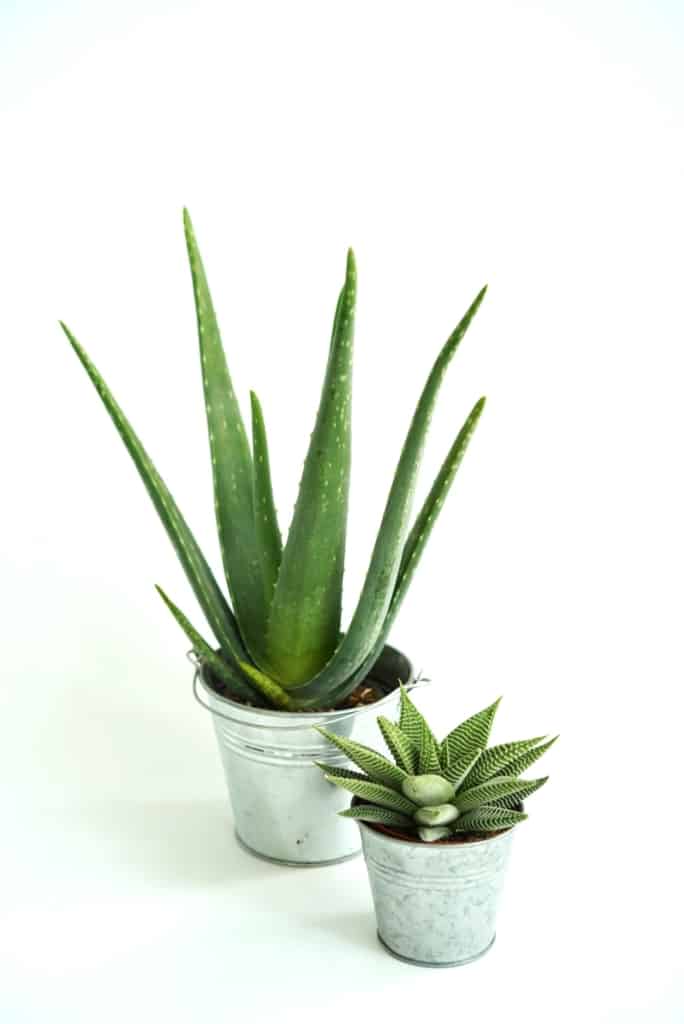 Aloes PREMIUM - Aloe vera + Haworthia limiifolia