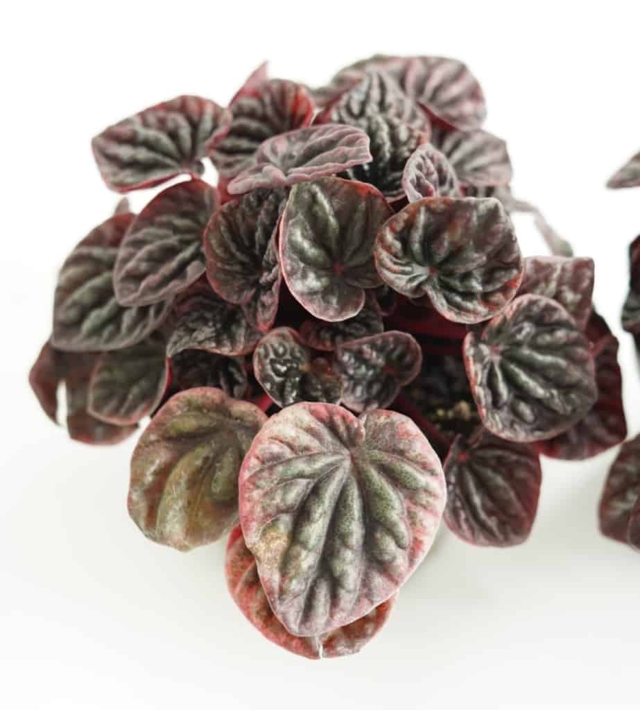 Peperomia kędzierzawa 'Abricos' (Peperomia caperata)