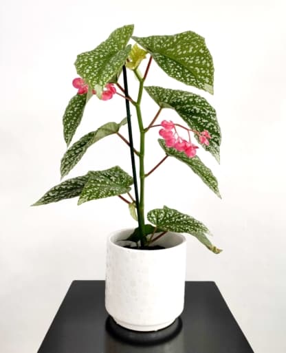 begonia albopicta rosea