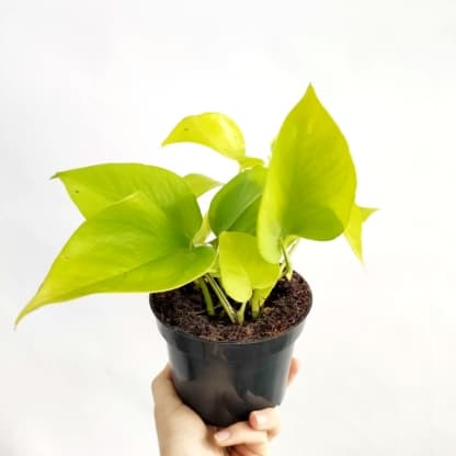 Epipremnum 'Golden Pothos' (Epipremnum pinnatum)