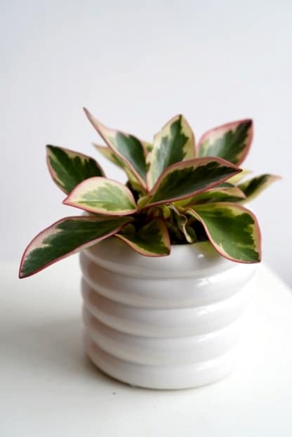 Peperomia kluzjolistna 'Jelly' (Peperomia clusiifolia)