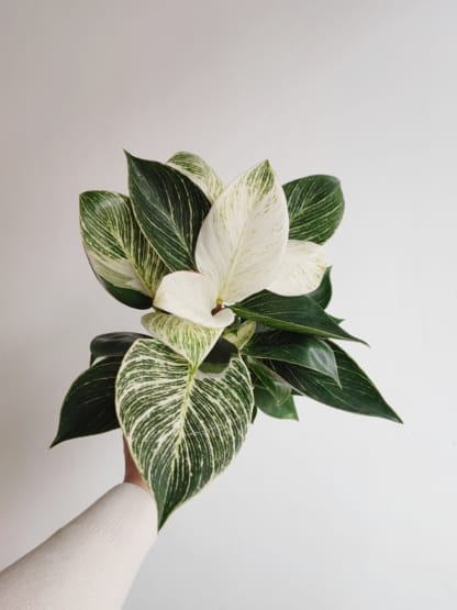 Philodendron / Filodendron BIRKIN w doniczce o średnicy 13 cm