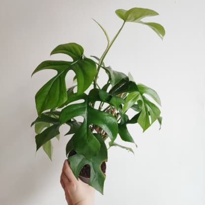 Monstera minima (Philodendron minima / Rhaphidophora Tetrasperma)