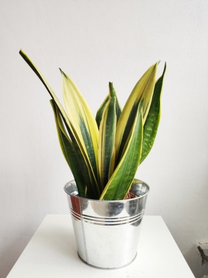 Sansevieria 'Yellow Stripe' (Sansevieria trifasciata)