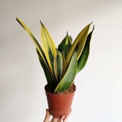 Sansevieria 'Yellow Stripe' (Sansevieria trifasciata)