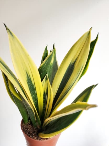 Sansevieria 'Yellow Stripe' (Sansevieria trifasciata)