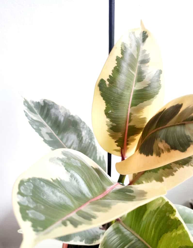 Fikus - Figowiec sprężysty 'Tineke' (Ficus elastica)