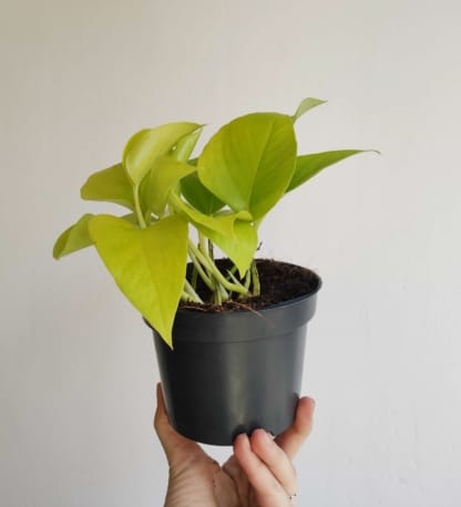 epipremnum golden pothos