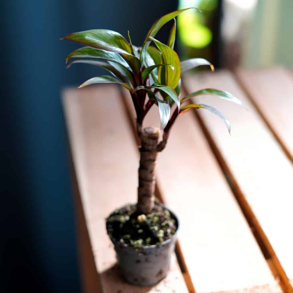 Kordylina purpurowa - mini drzewko (Cordyline fruticosa)