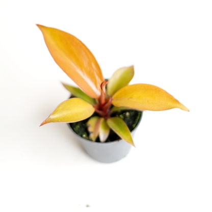 filodendron red sun