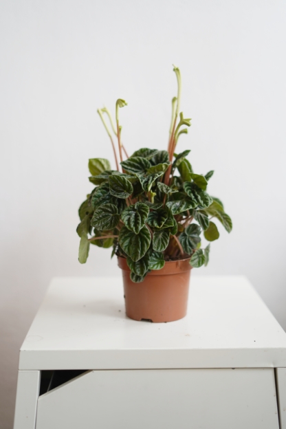 peperomia caperata lilian