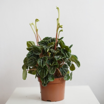 peperomia caperata lilian