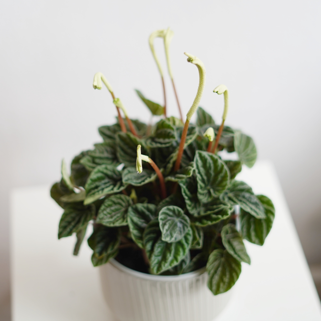 peperomia caperata lilian