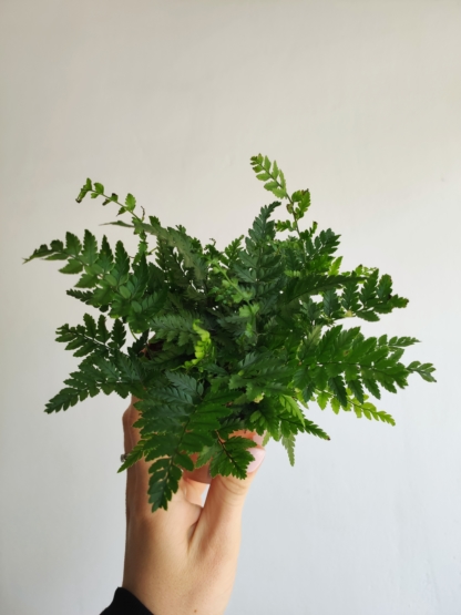 Paprotnik chiński (Polystichum tsus-simense)