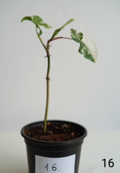 syngonium albo variegata